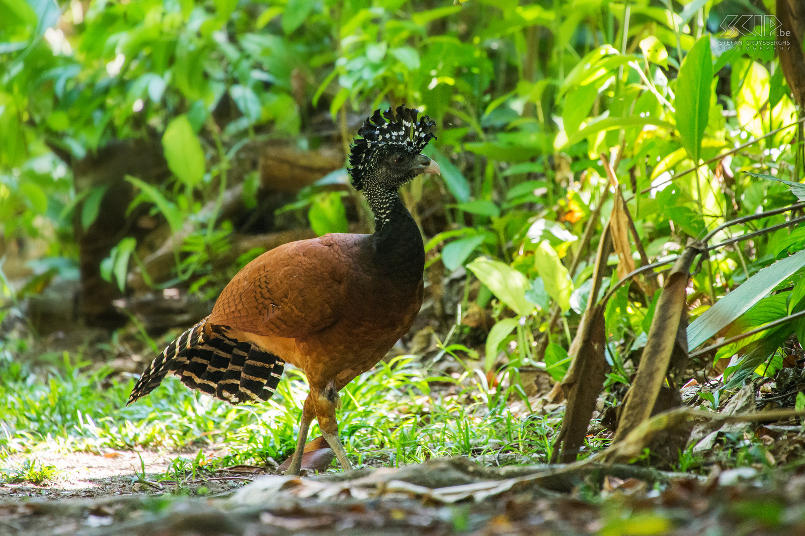 Dominical - Hacienda Baru - Great curassow In Dominical we stayed at Hacienda Baru, a wonderful lodge which has a lot of private trails through rainforests and mangroves. There we saw a female great curassow (crax rubra) which is a large pheasant-like bird. Stefan Cruysberghs